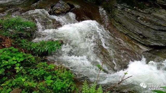 逃离野鸡森林